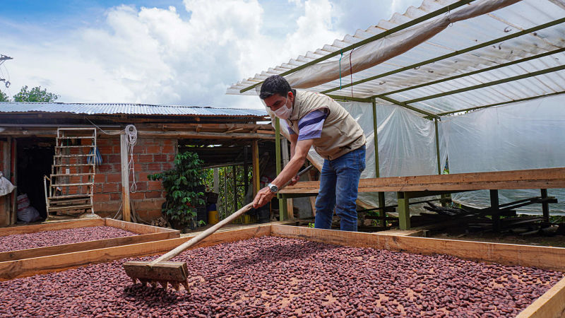 72 productores de cacao en Santander han comercializado más de 48 toneladas de grano especial con Hallbar Kakao