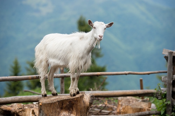 La "cabra pura santandereana" ya cuenta con certificación por parte  el Ministerio de Agricultura y Desarrollo Rural