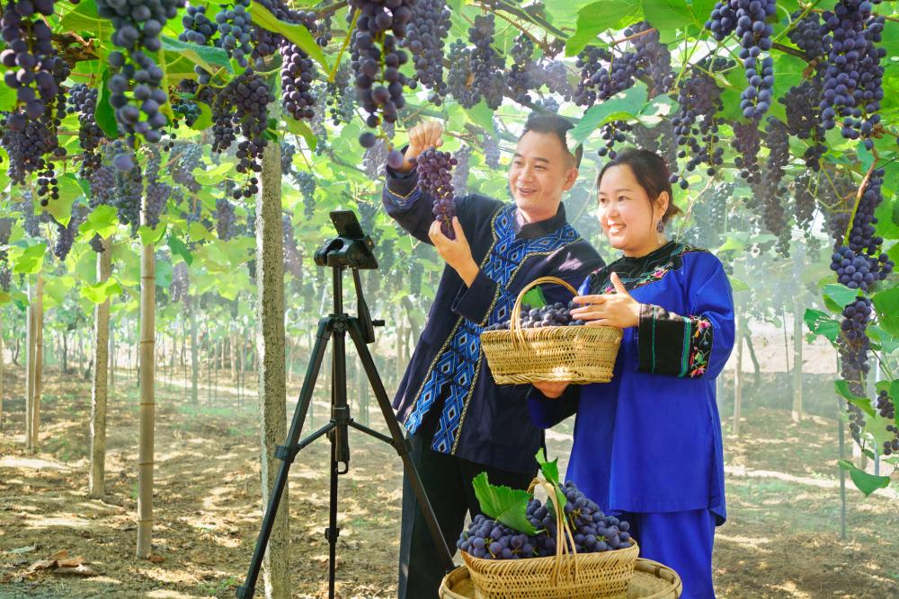 International Fund for Agricultural Development (IFAD): Mecanismo de cooperación Sur-Sur y Triangula...